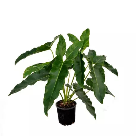 Philodendron THAUMATOPHYLLUM STENOLOBUM - Rare