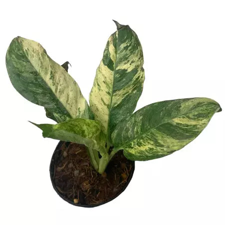 Rhaphidophora Puberula Variegated (Very Rare)