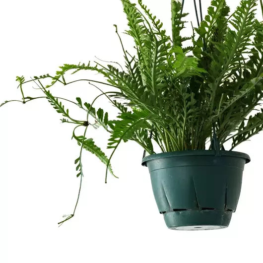 Kenzoi Fern, Asplenium x kenzoi – Bird’s Nest Fern