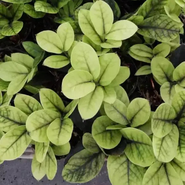 Black ZZ Aurea Plant