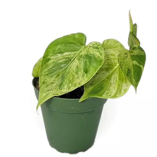 Philodendron Hederaceum Variegated- Rare