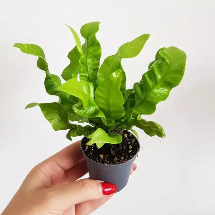 Bird's Nest Fern Plant - SMALL