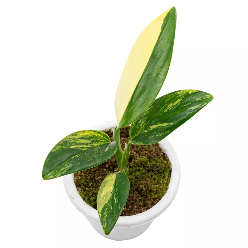 Monstera Standleyana Aurea Variegated- Very Rare