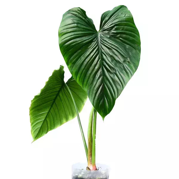 Philodendron Rubrocinctum- Rare