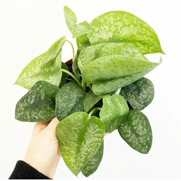 SCINDAPSUS PICTUS SILVER SPLASH - Rare