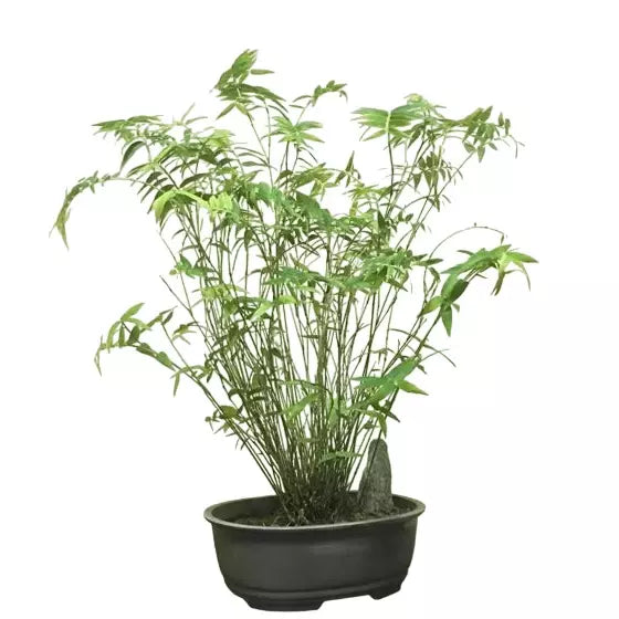 Miniature Dwarf Bamboo Plant | Sasa Pygmaea | Pleioblastus Pygmaeus plant