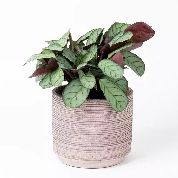 Ctenanthe burle marxii Amagris - Never Never Plant