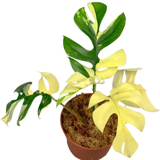 Variegated Rhaphidophora Tetrasperma, Mini Monstera Variegated - Very Rare