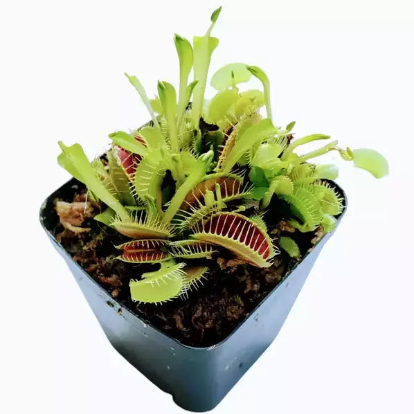 Venus Flytrap B52 - Rare
