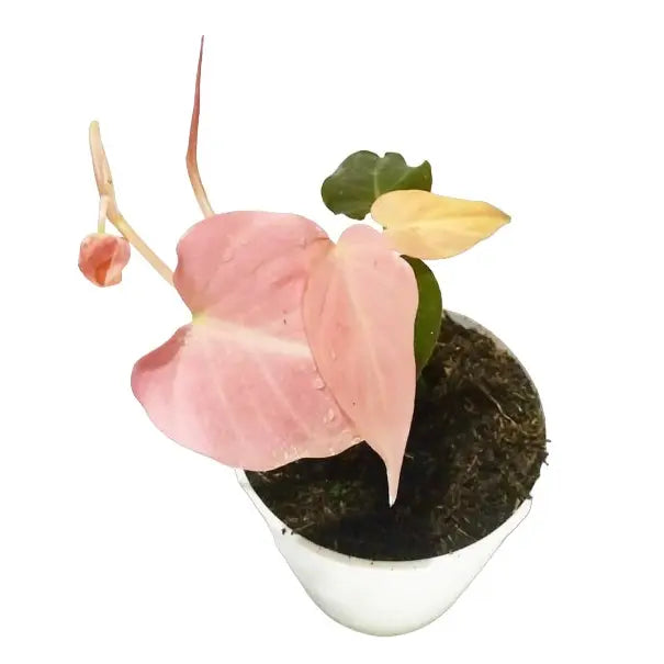 Philodendron Mican Pink Variegated - Super Rare