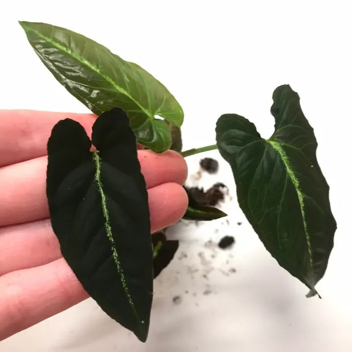 Syngonium Rayii - Rare