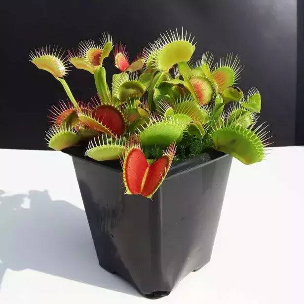 Venus Flytrap B52 - Rare