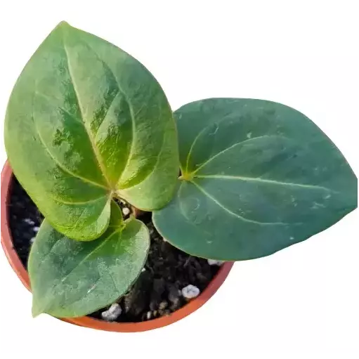 Variegated Anthurium 'King of Spades' collector plant – Anthurium hybrid rare houseplant – Foliages.in
