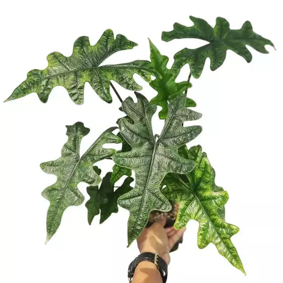 Alocasia Jacklyn - Rare Plant