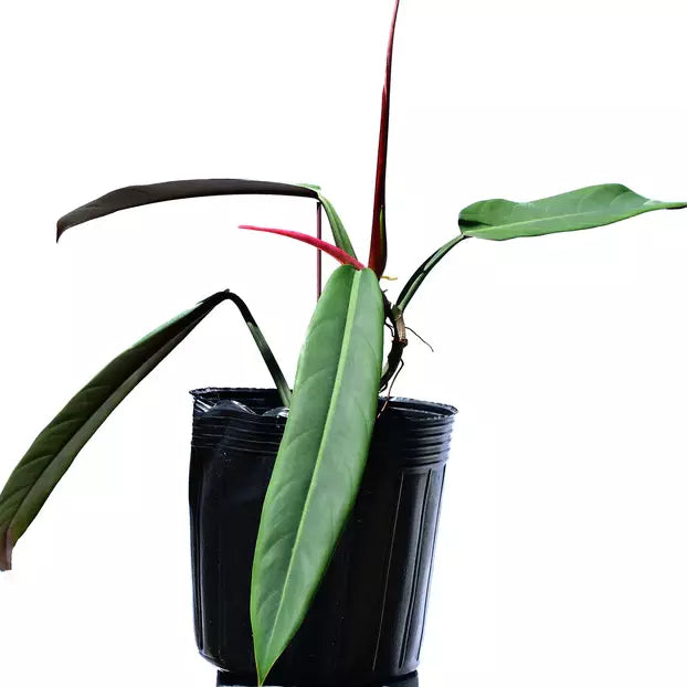 Philodendron Bicolor - Rare