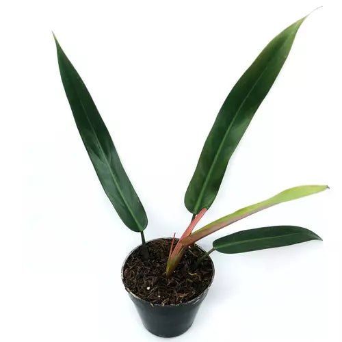 Philodendron Bicolor - Rare