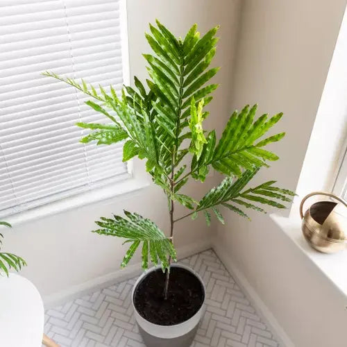 Japanese Fern Tree | Filicium Decipiens - Rare