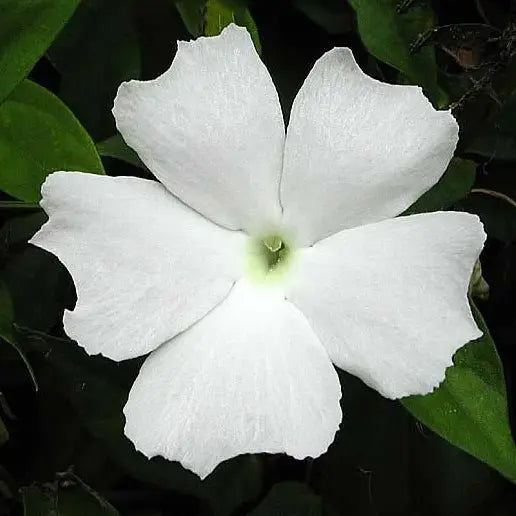 Thunbergia Fragrans (Thunbergia White gem) | Sweet Clockwine Plant