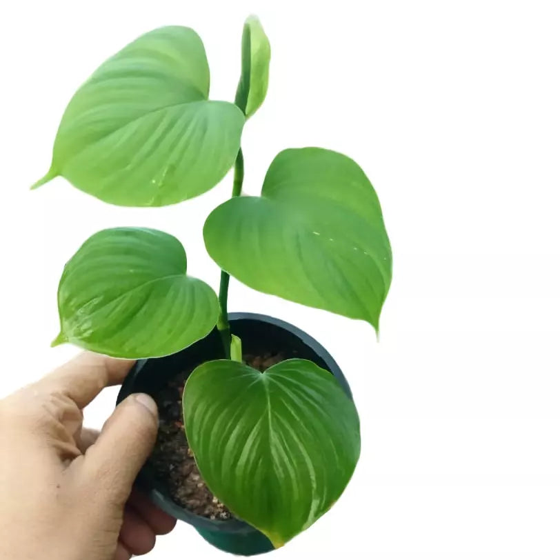 Philodendron Fibraecataphyllum -Rare Plants