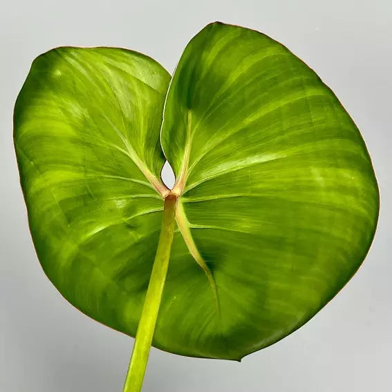 Philodendron Ricardoi - Rare