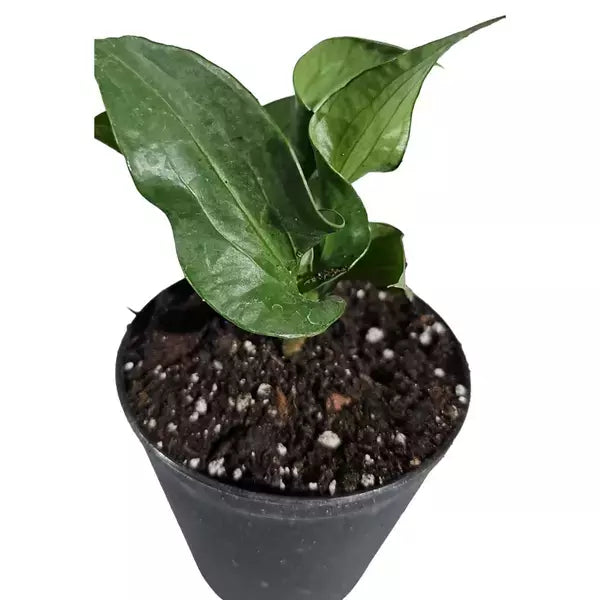 Anthurium Red Obor - Super Rare