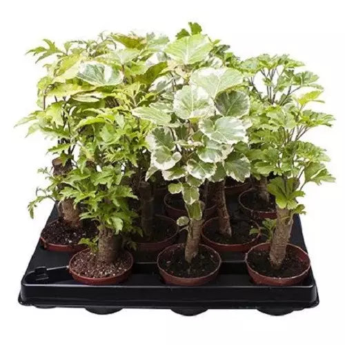 Aralia/Polyscias Balfouriana Variegated