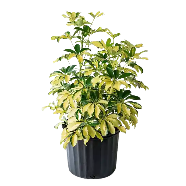 Umbrella / Schefflera Variegated Plant