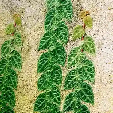 Piper sp Sumatra - Super Rare