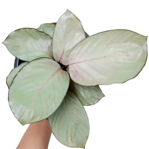 Calathea Silver Plate | Calathea Pink Aurora Plant