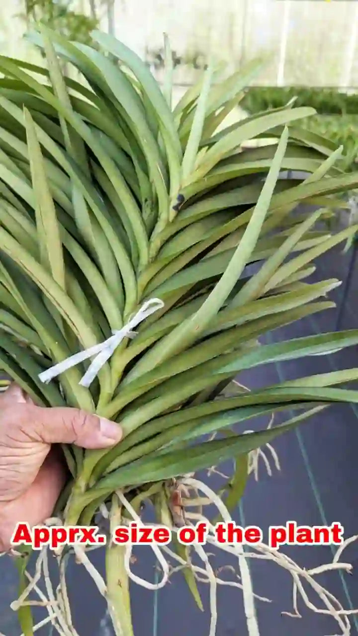 MM-033~Mokara Matured Plant(Jairak Blue)