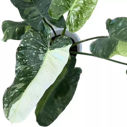 Philodendron Jose Buono- Rare Plant