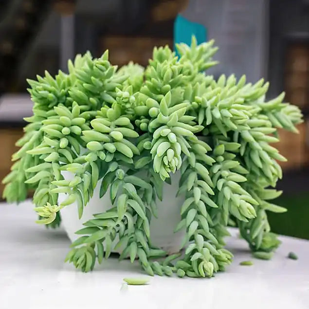 Donkey's Tail (Sedum morganianum)