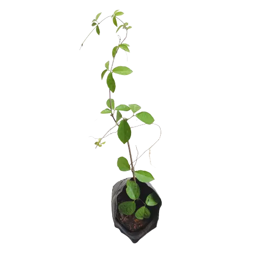 Cat's Claw Creeper Live Plant - Best Flowering Creeper