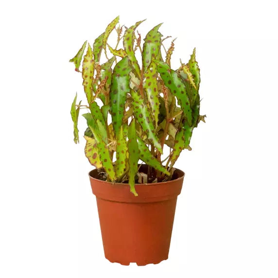 Begonia Amphioxus - Rare plant