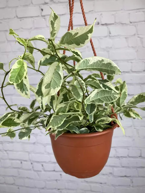 Ficus Radicans Variegata, Ficus Sagittata Variegated