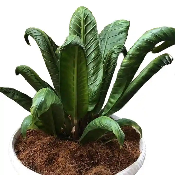 Anthurium Angel Wings Plant- Rare