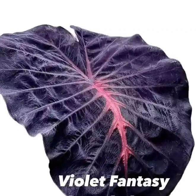 Colocasia Violet Fantasy - Super Rare