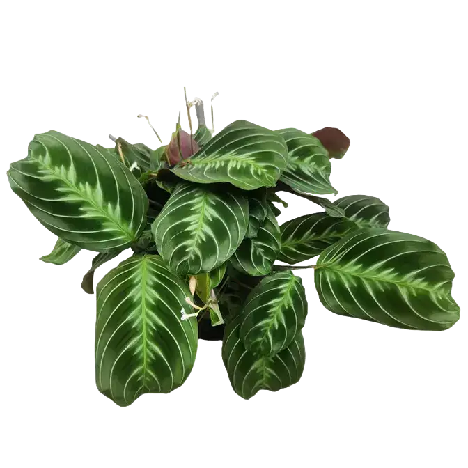Maranta Leuconeura 'Massangeana' NOID - Black Prayer Plant- Rare