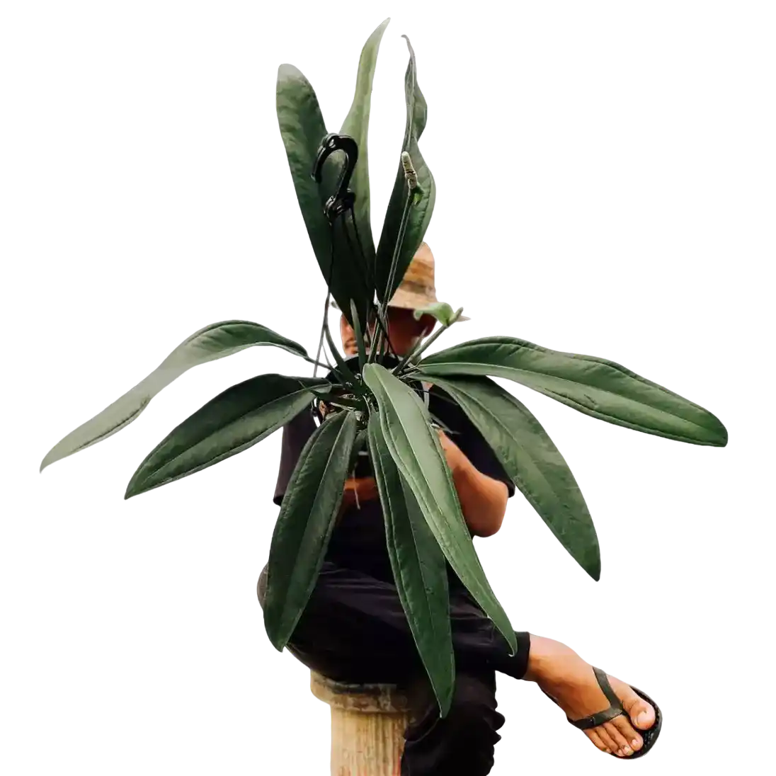 Anthurium Bakeri- Rare