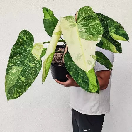 Philodendron Jose Buono- Rare Plant