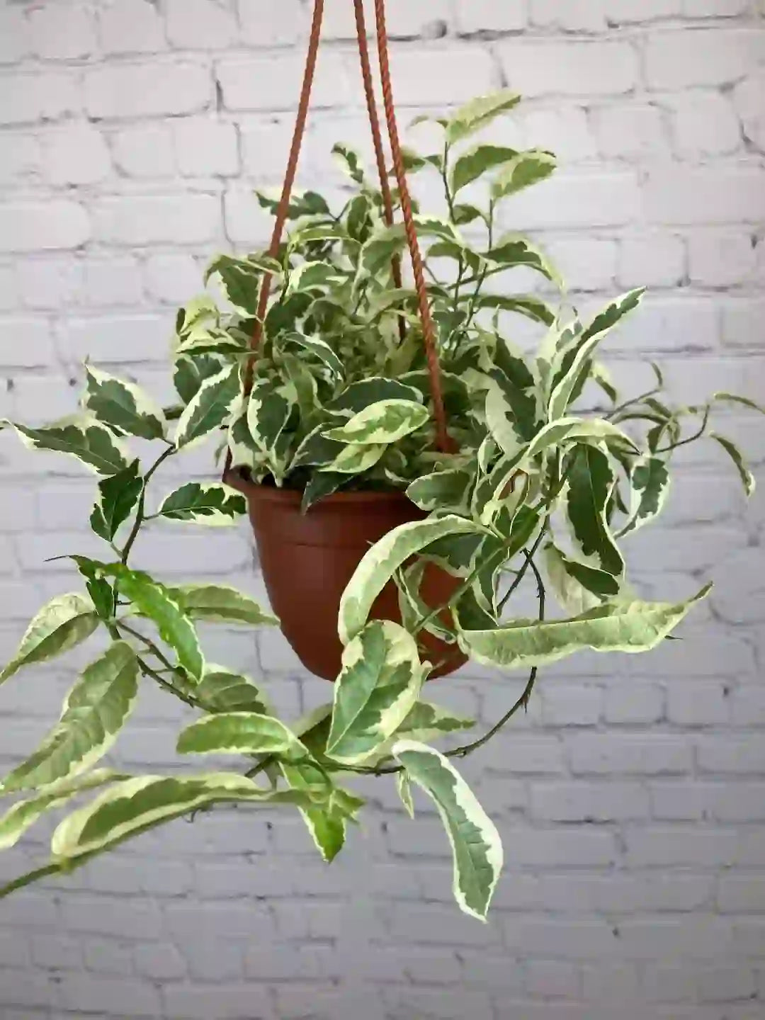 Ficus Radicans Variegata, Ficus Sagittata Variegated