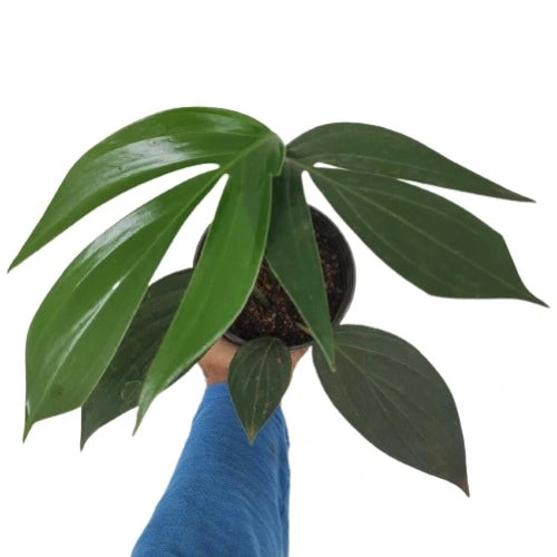 Rhaphidophora Decursiva, Dragon’s Tail