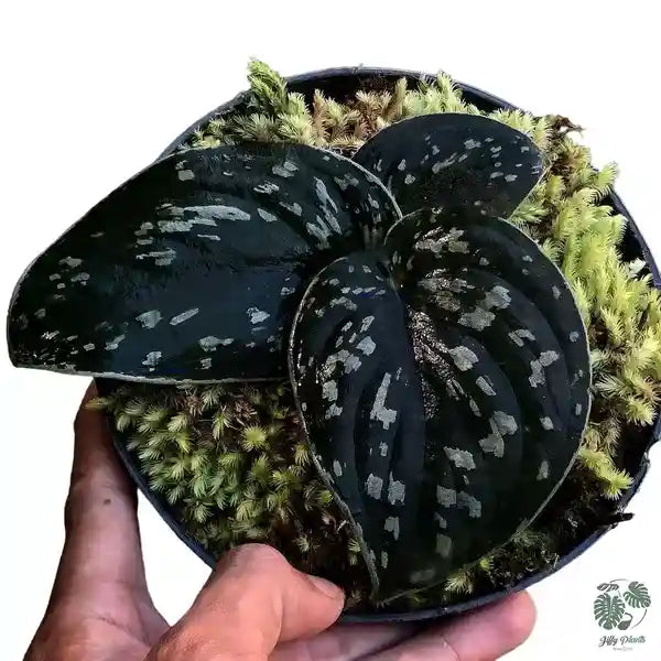 Scindapsus Dark Argyraeus - Super Rare