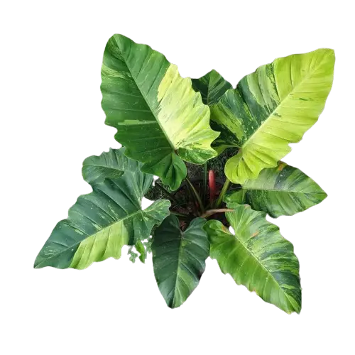 Philodendron Jungle Fever Variegated