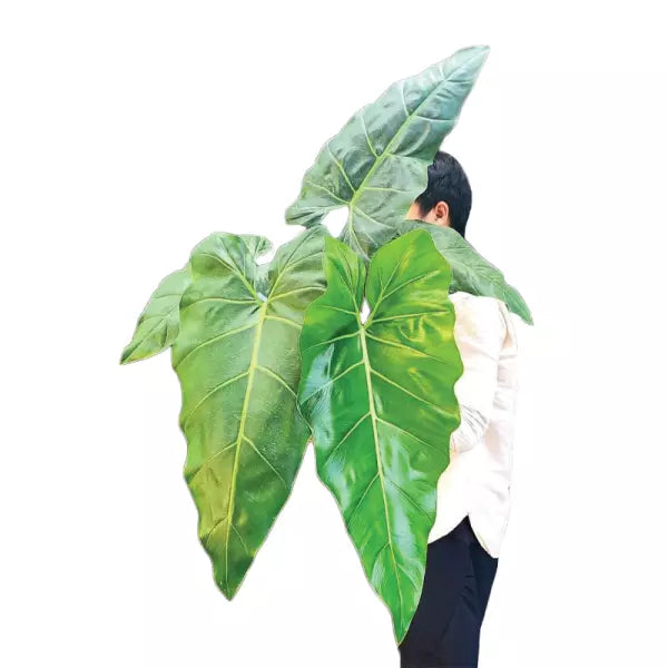 Philodendron Maximum- Rare