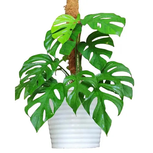 Monstera Rhaphidophora Pertusa