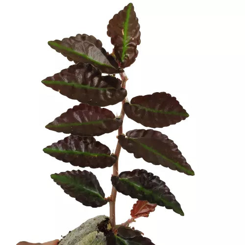 Pellionia repens (Dark Form)