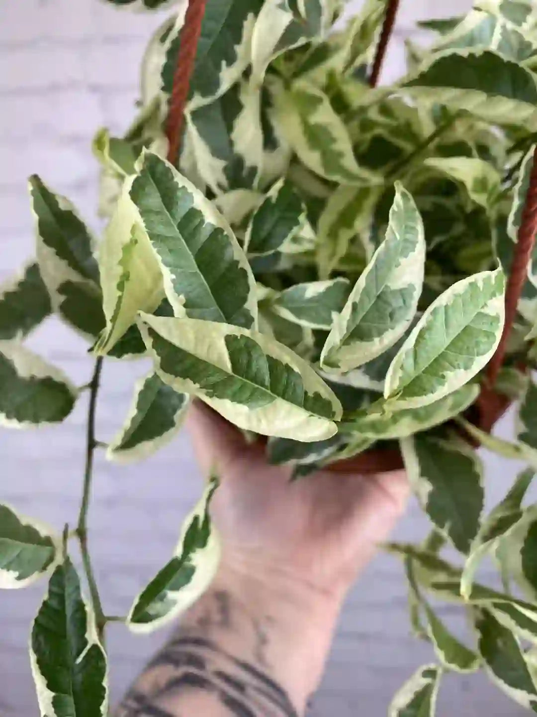 Ficus Radicans Variegata, Ficus Sagittata Variegated