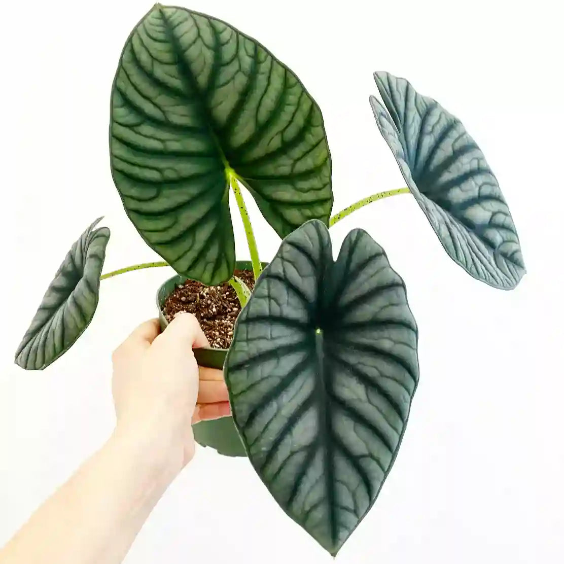 Alocasia ‘Nebula’ (Big size)