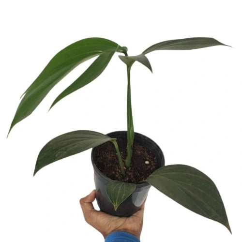 Rhaphidophora Decursiva, Dragon’s Tail